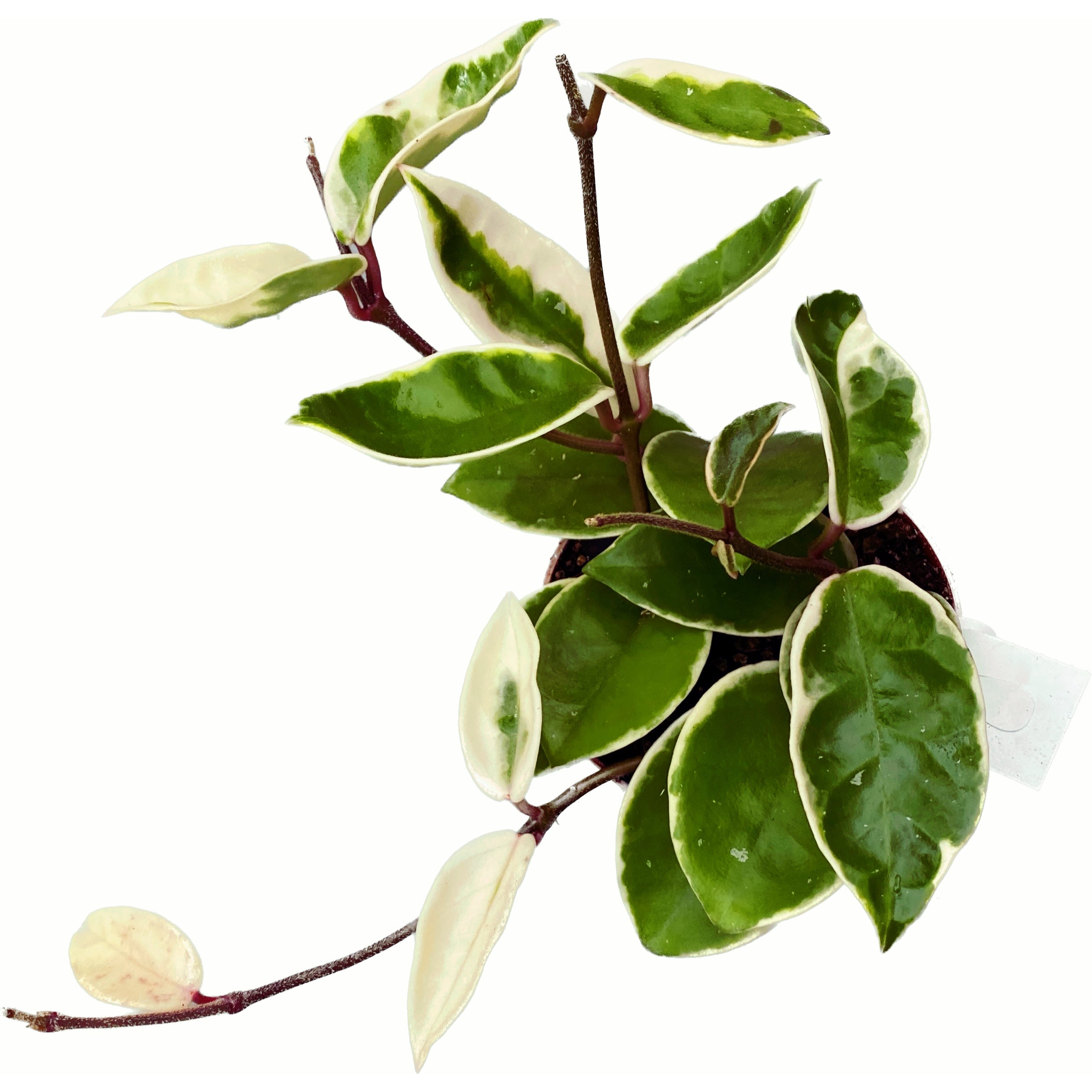 Hoya carnosa 'Krimson Queen' D9 - 2-3 plante/pot