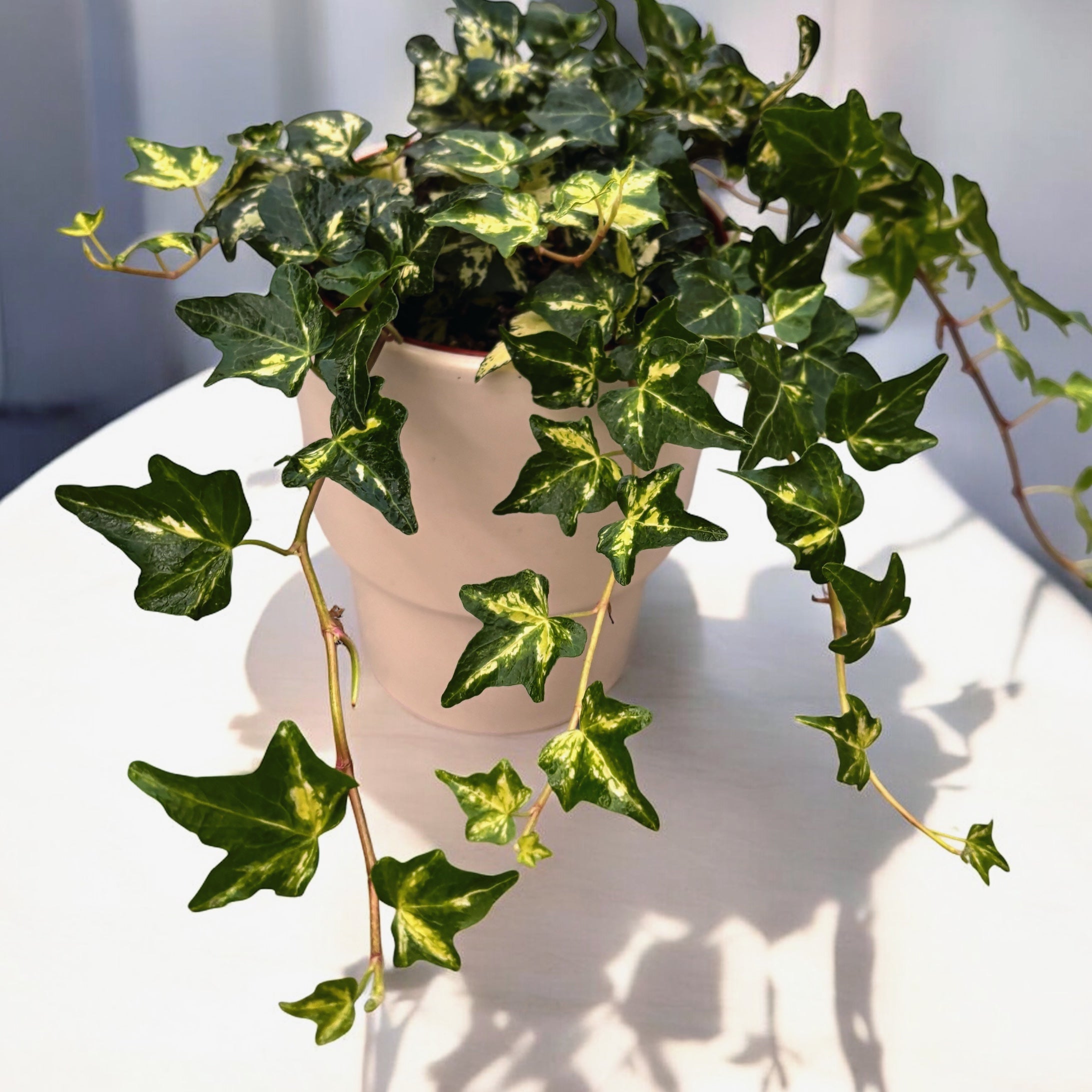 Hedera helix ‘Golden Jytte’ - iedera cu frunze variegate