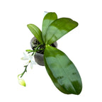 Phalaenopsis violacea var. alba - flori intens parfumate