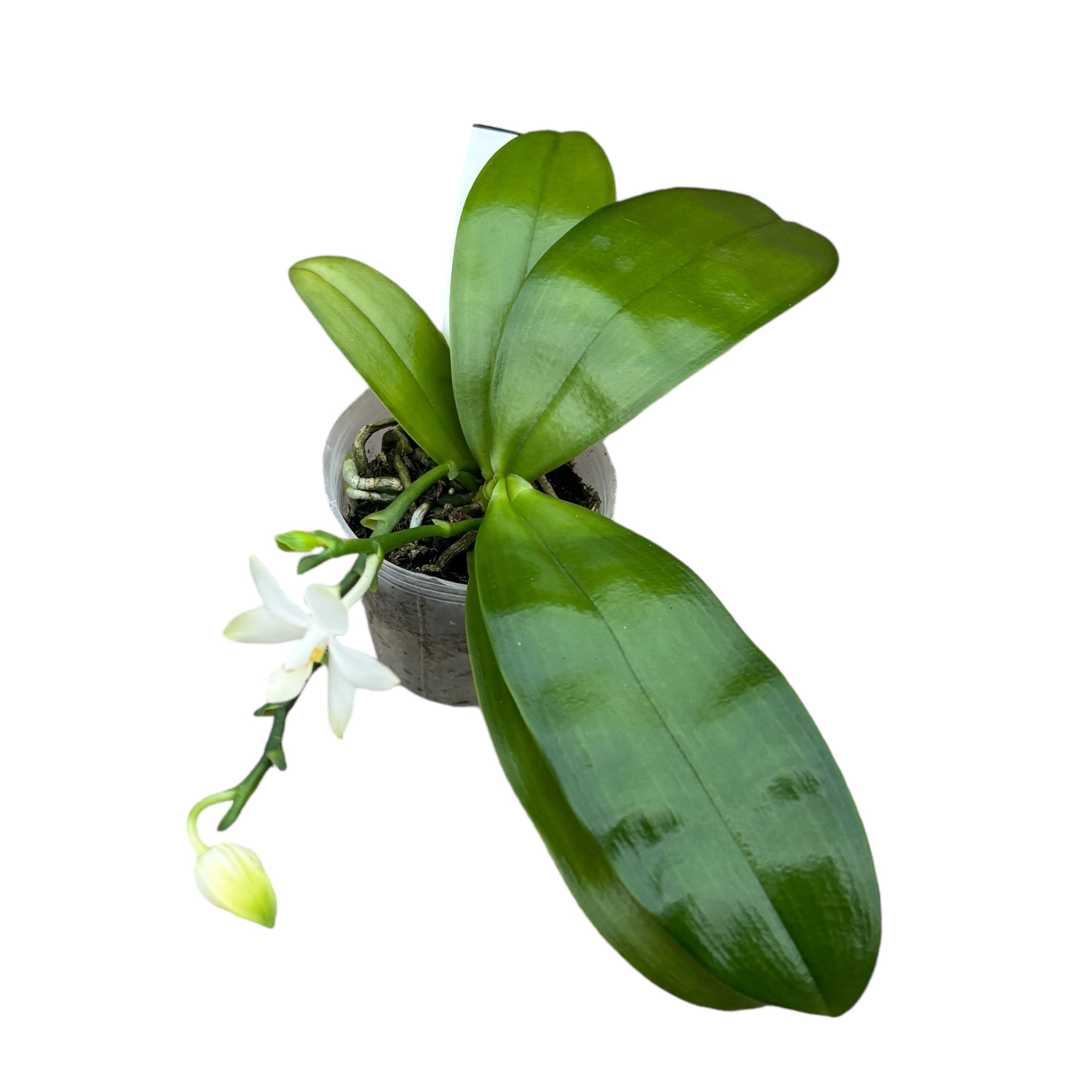 Phalaenopsis violacea var. alba - voimakkaasti tuoksuvat kukat