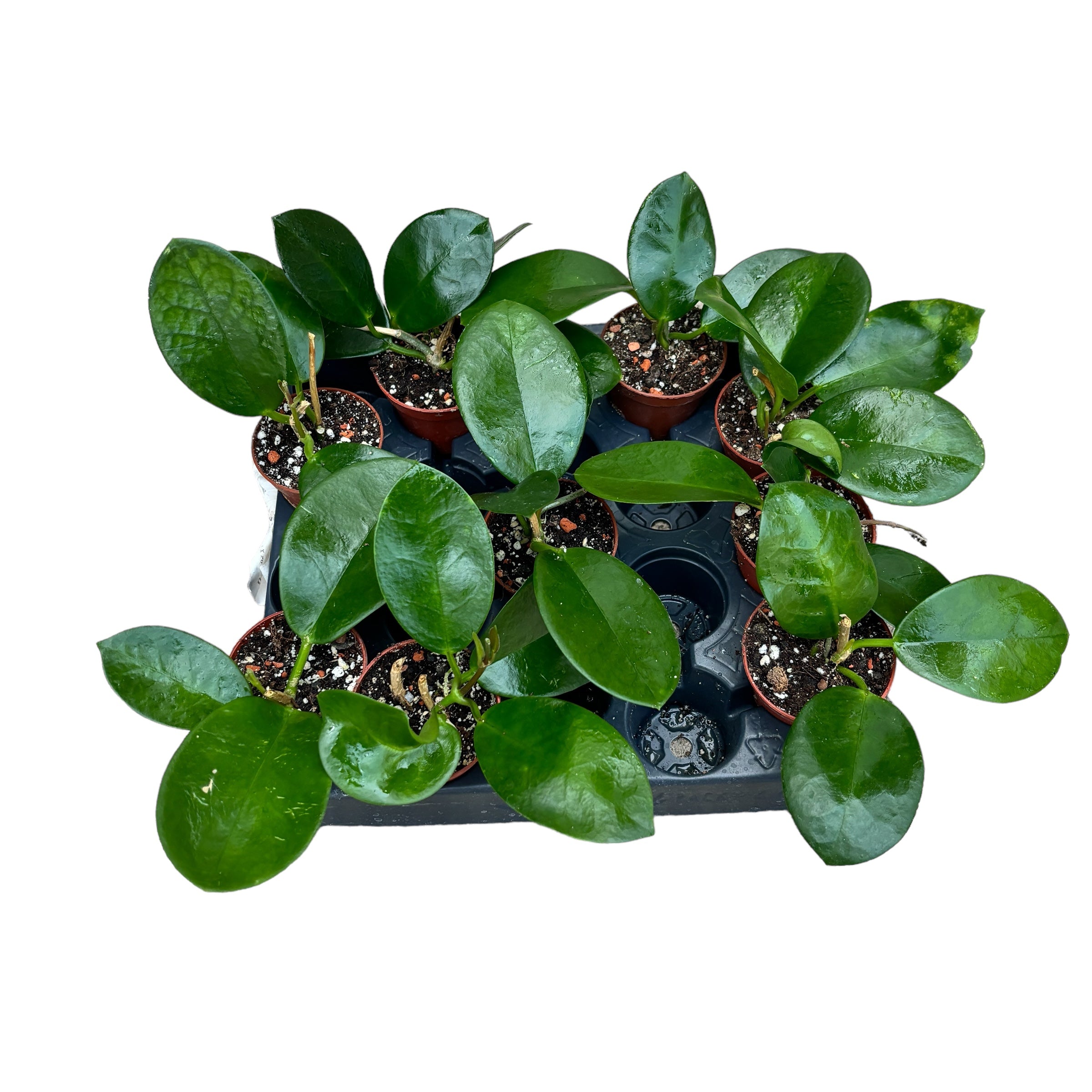 Hoya australis ssp. tenuipes *parfumata