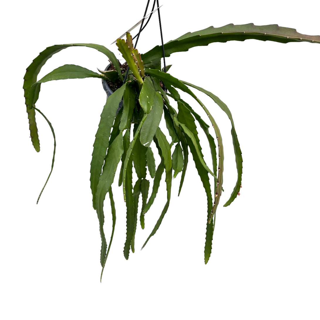 Epiphyllum ackermannii rosu (Red Orchid Cactus) - exemplare XL