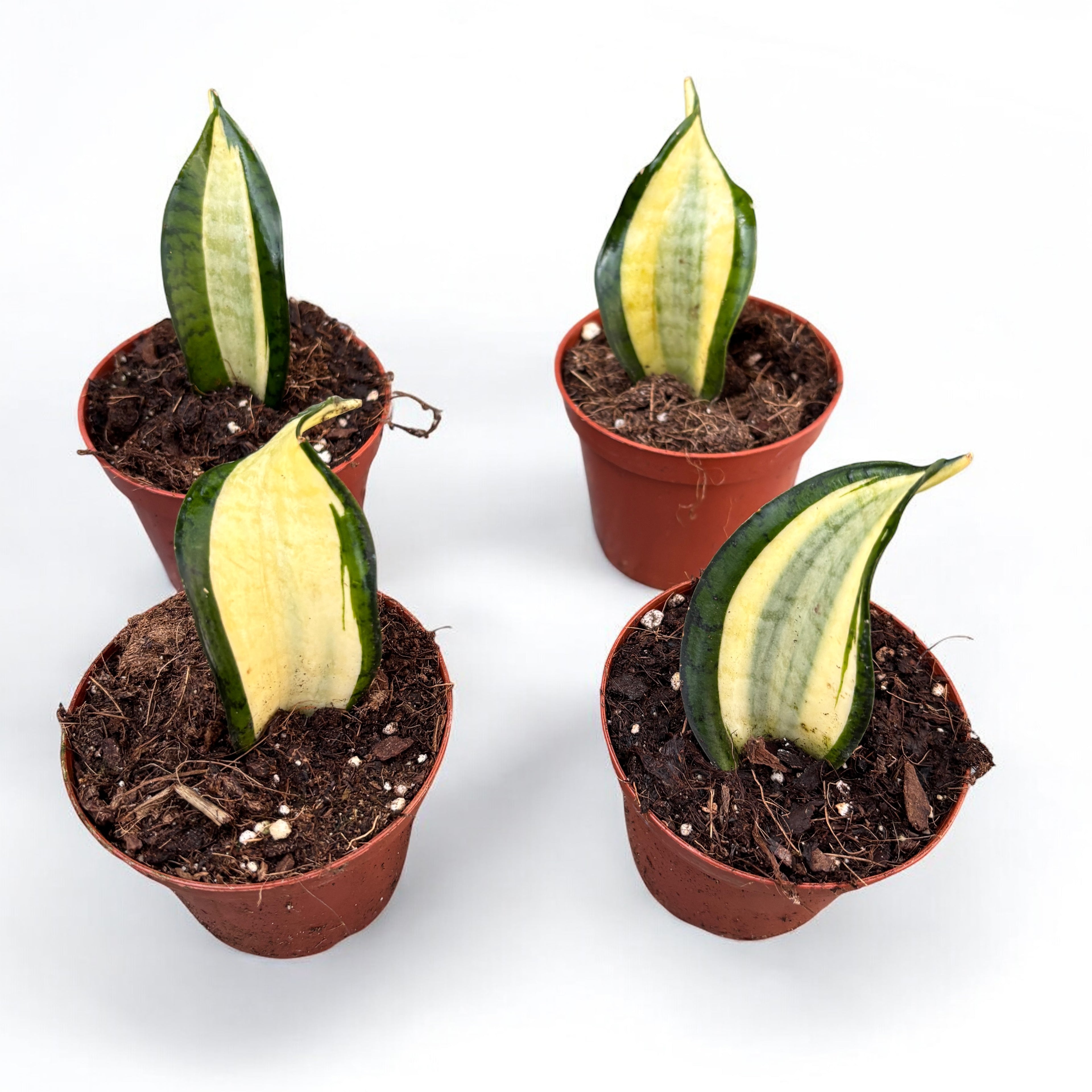 Sansevieria Wendy Yellow