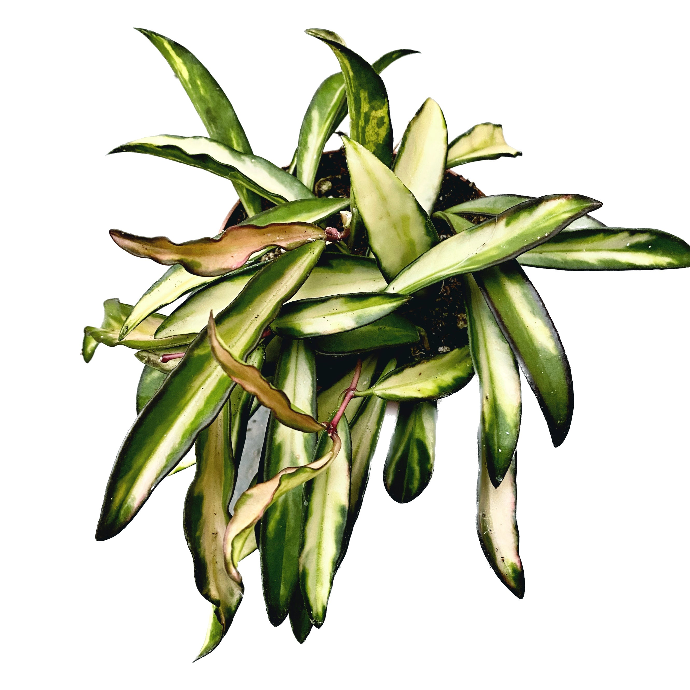 Hoya wayetii 'Variegata' - full pots D9