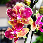 Phalaenopsis Sogo Yellowtris (peloric) parfumat