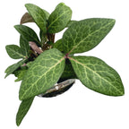 Helleborus ‘Purple Price’ - Christmas Rose, Lenten Rose