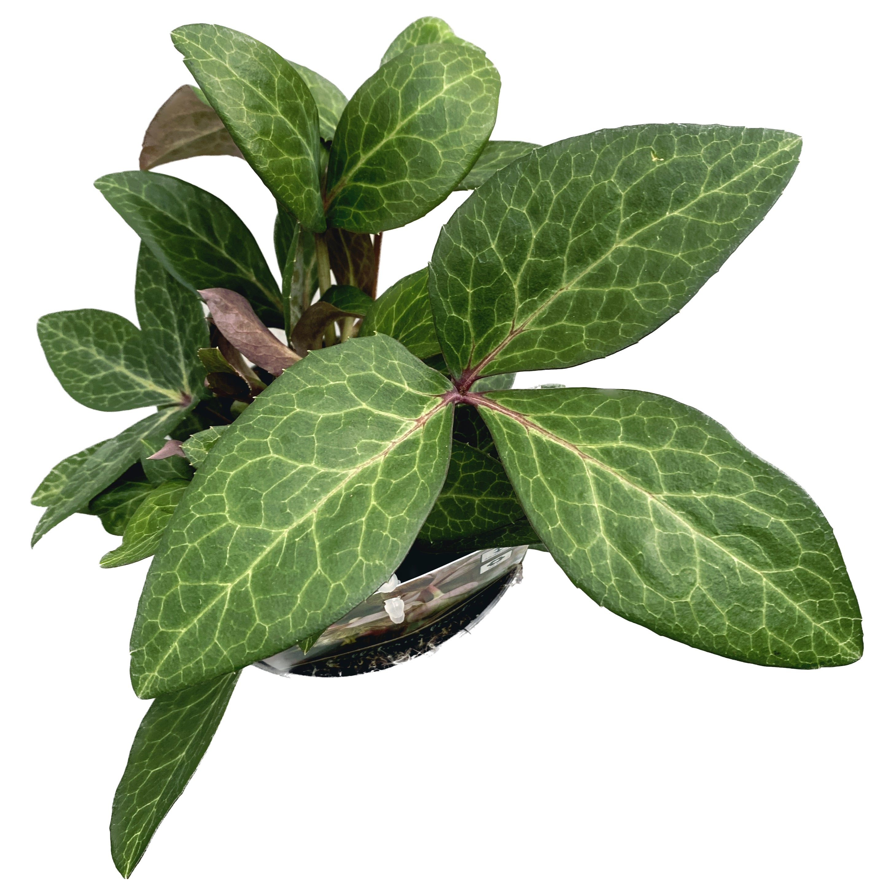 Helleborus ‘Purple Price’ - Trandafirul Craciunului, Spanz