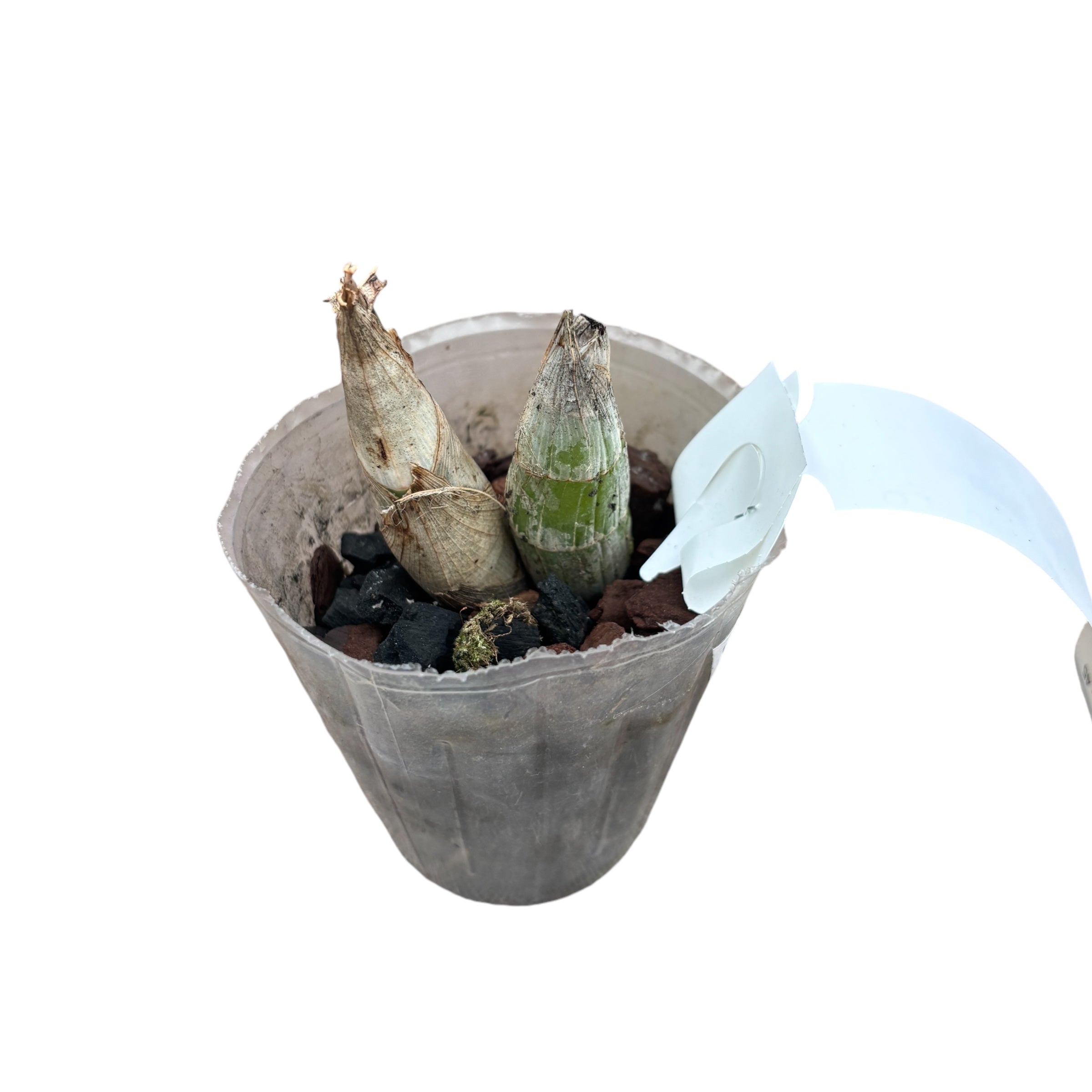 Catasetum wendlingeri 'Jumbo' - fragrant flowers