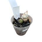 Catamodes Jumbo Rubytex 'Jumbo Black Magic'