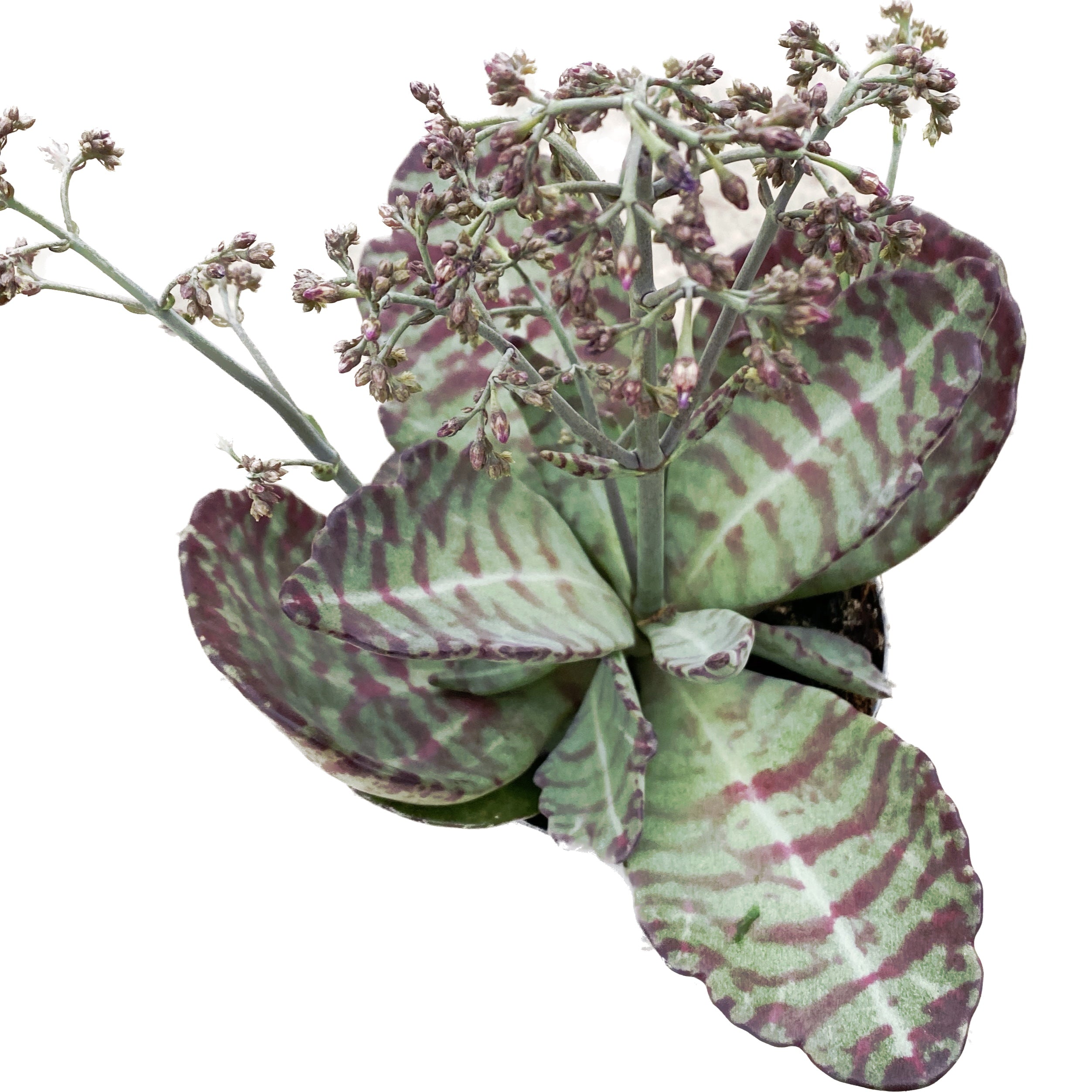 Kalanchoe humilis Desert Surprise