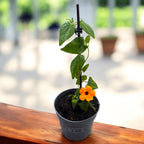 Thunbergia alata ‘Оранжево око’ (Сузана с черни очи)
