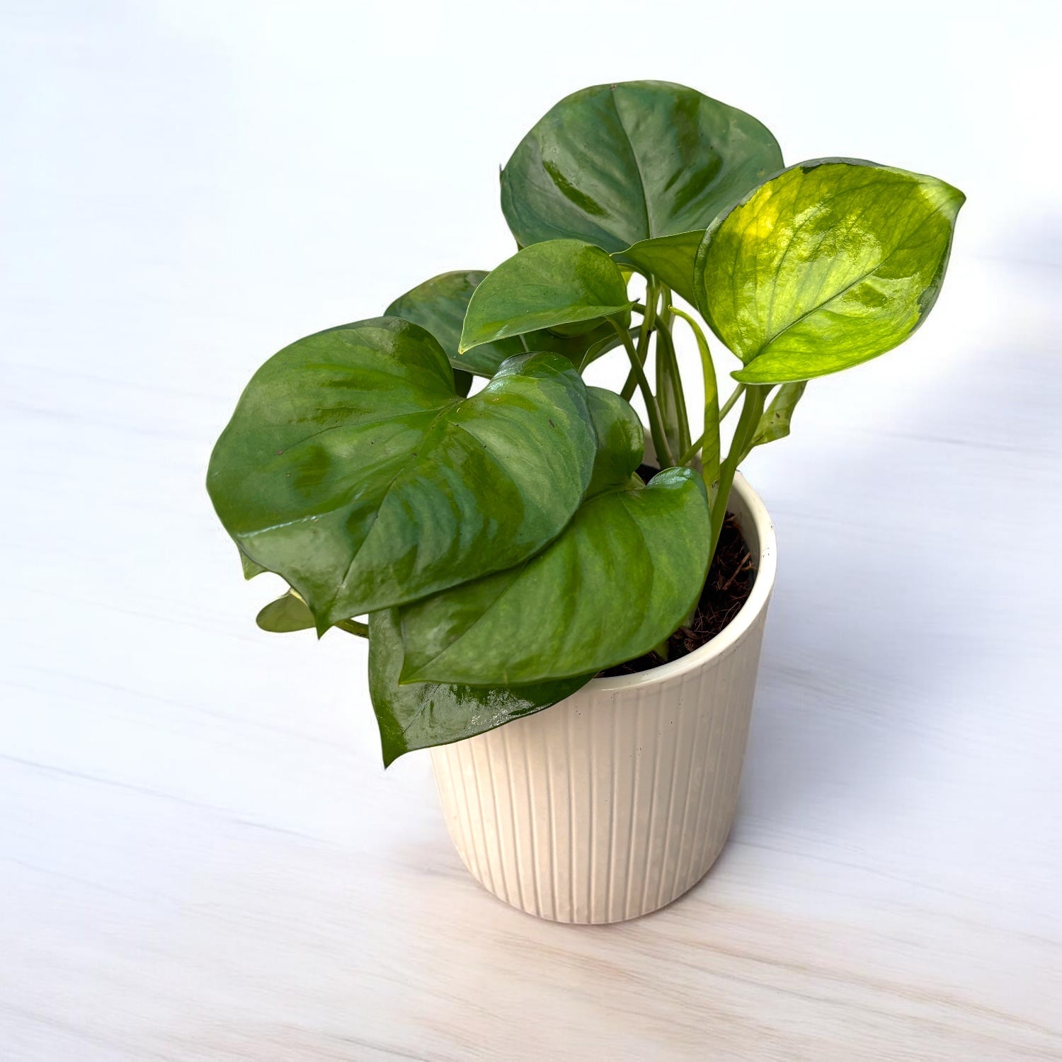 Epipremnum aureum ‘Lemon Top’ – pothos in nuante lime