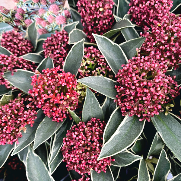 Skimmia Japonica 'Magic/Mystic Marlot' - frunze variegate, flori parfumate (liliac japonez)