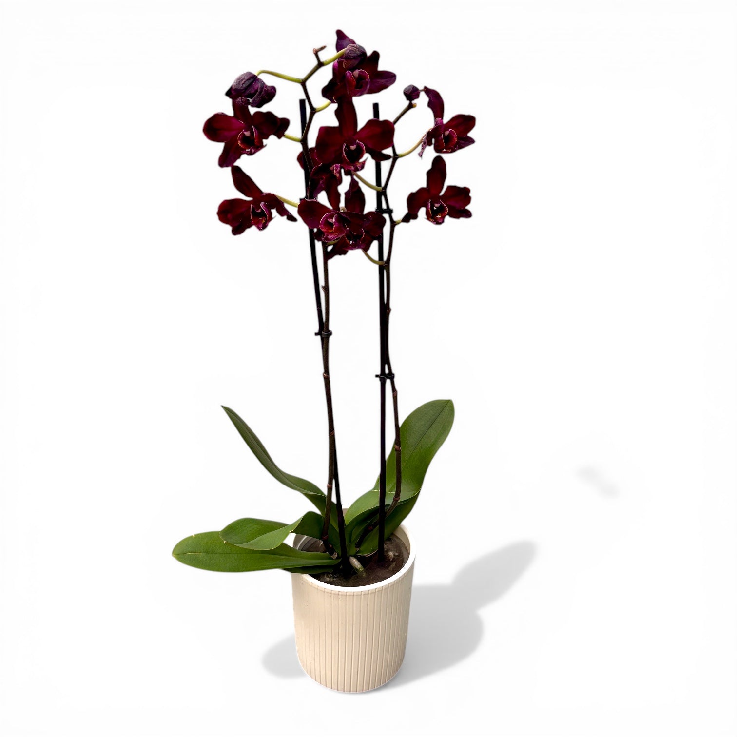 Phalaenopsis Black Jack