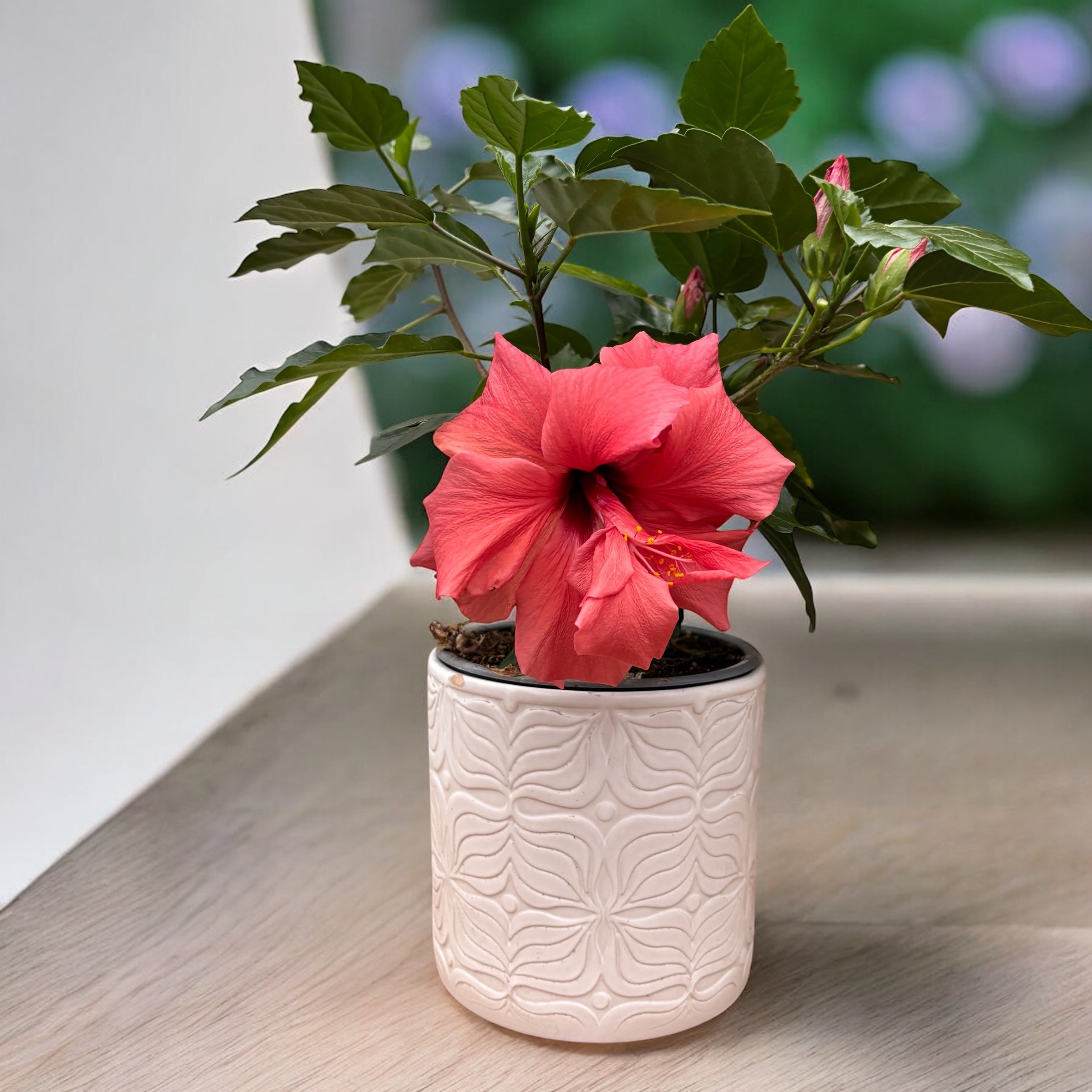Hibiscus - Japanse roos met dubbele rood-koraal bloem