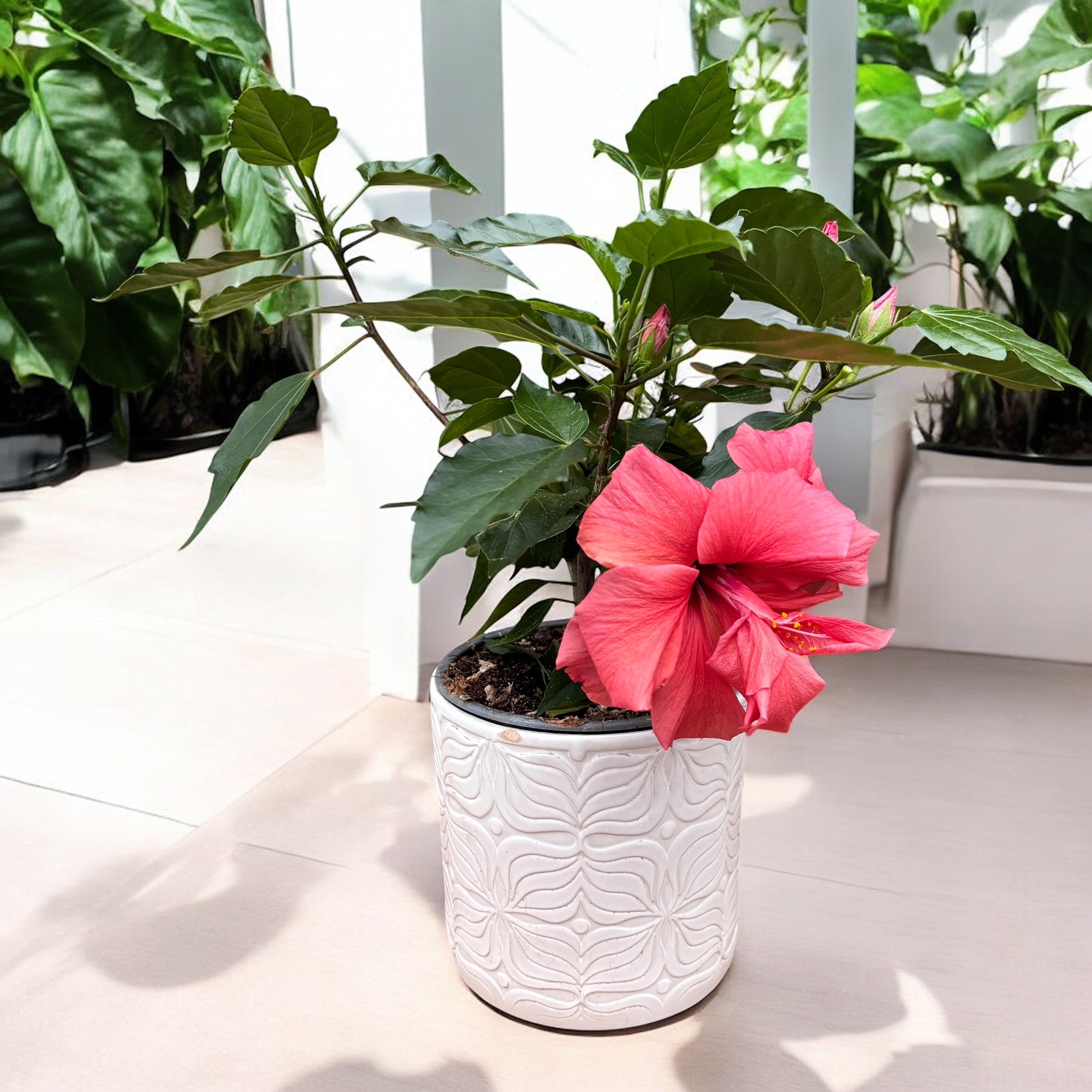 Hibiscus - Japanse roos met dubbele rood-koraal bloem