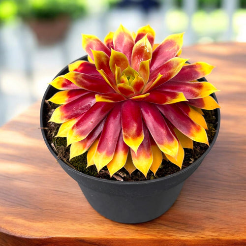 Sempervivum 'Chick Charms Gold Nugget' - urechelnita de gradina  Secret  Garden Plant Shop
