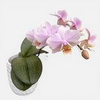 Phalaenopsis Pinlong Cheris (Rothschildiana x Timothy Christopher)