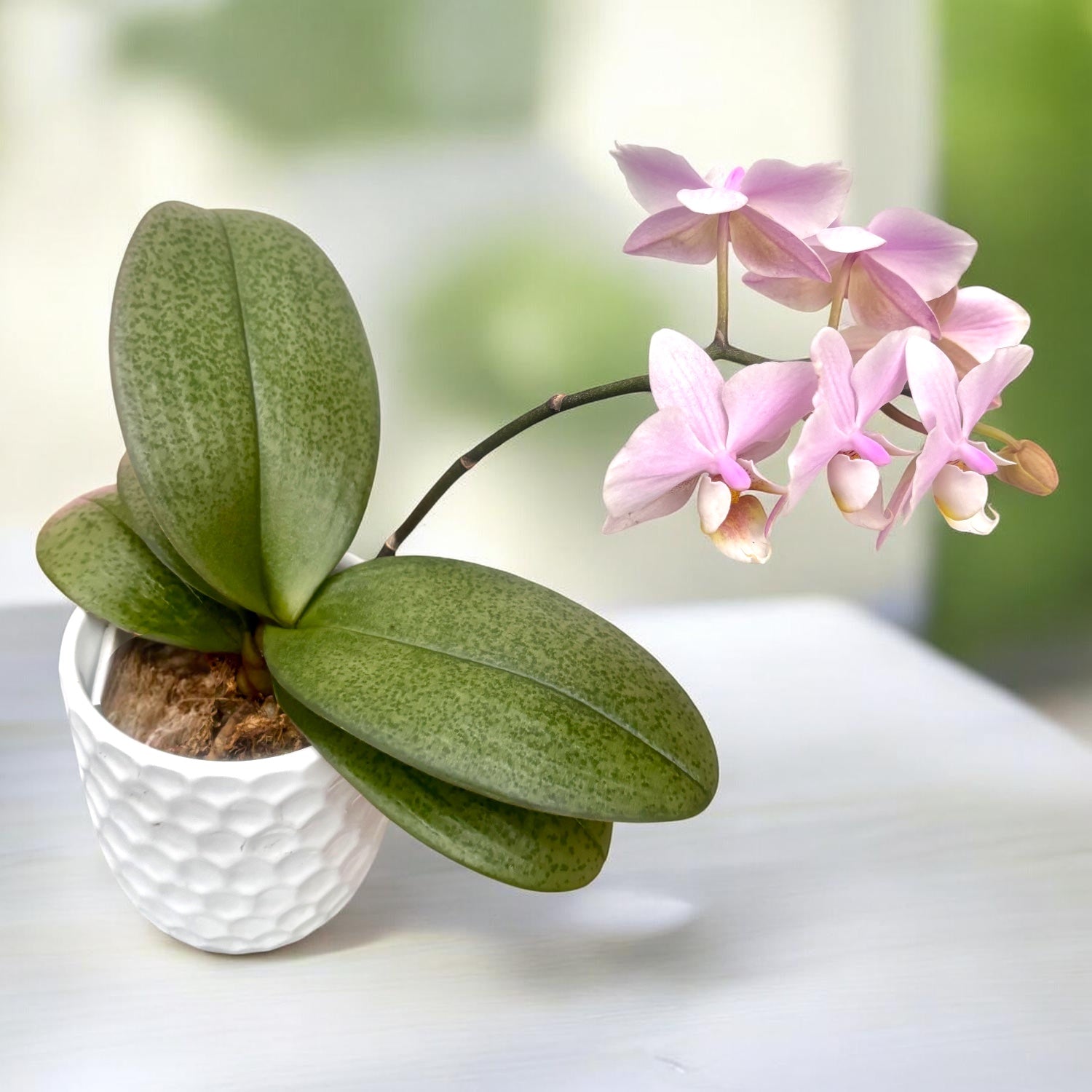 Phalaenopsis Pinlong Cheris (Rothschildiana x Timothy Christopher)