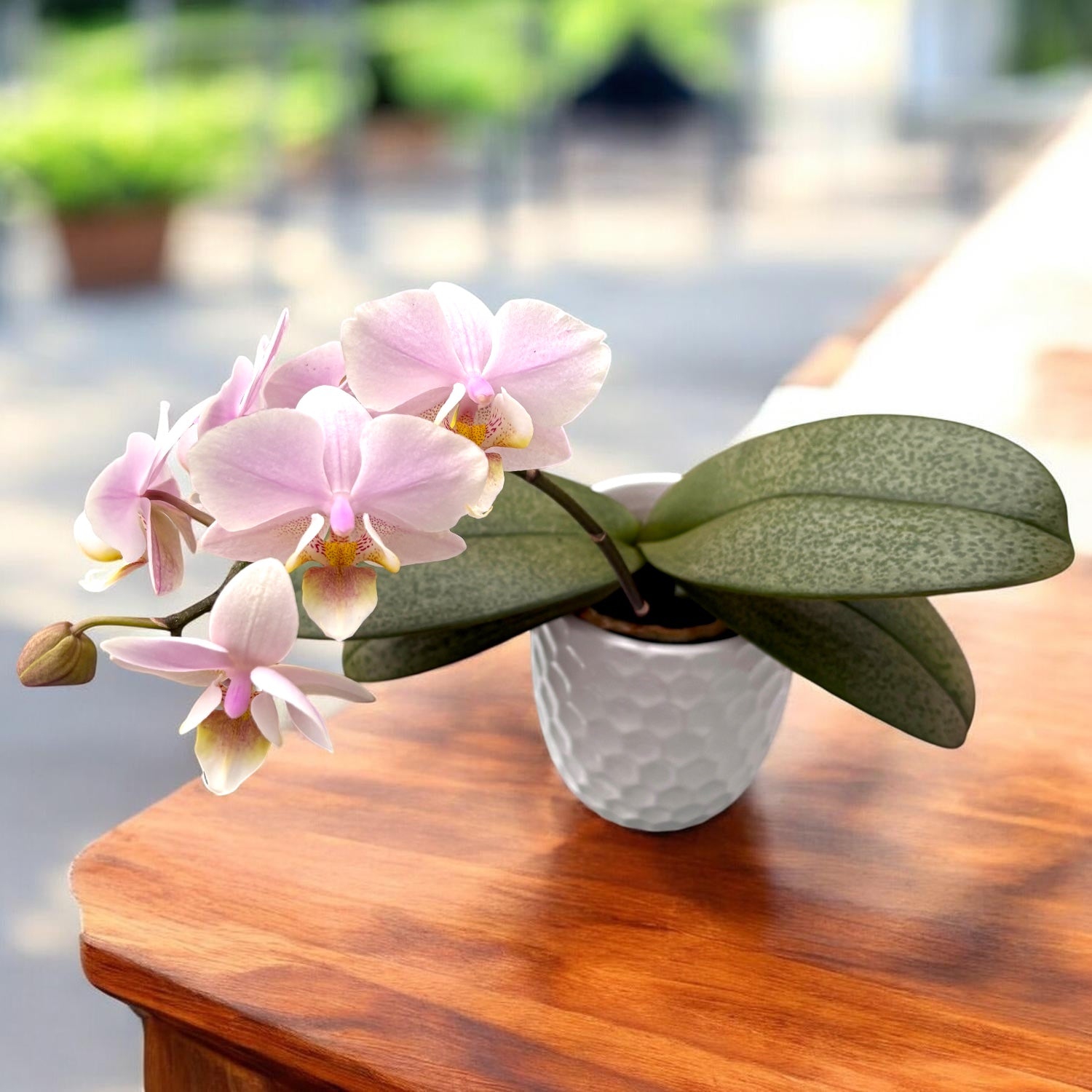 Phalaenopsis Pinlong Cheris (Rothschildiana x Timothy Christopher)