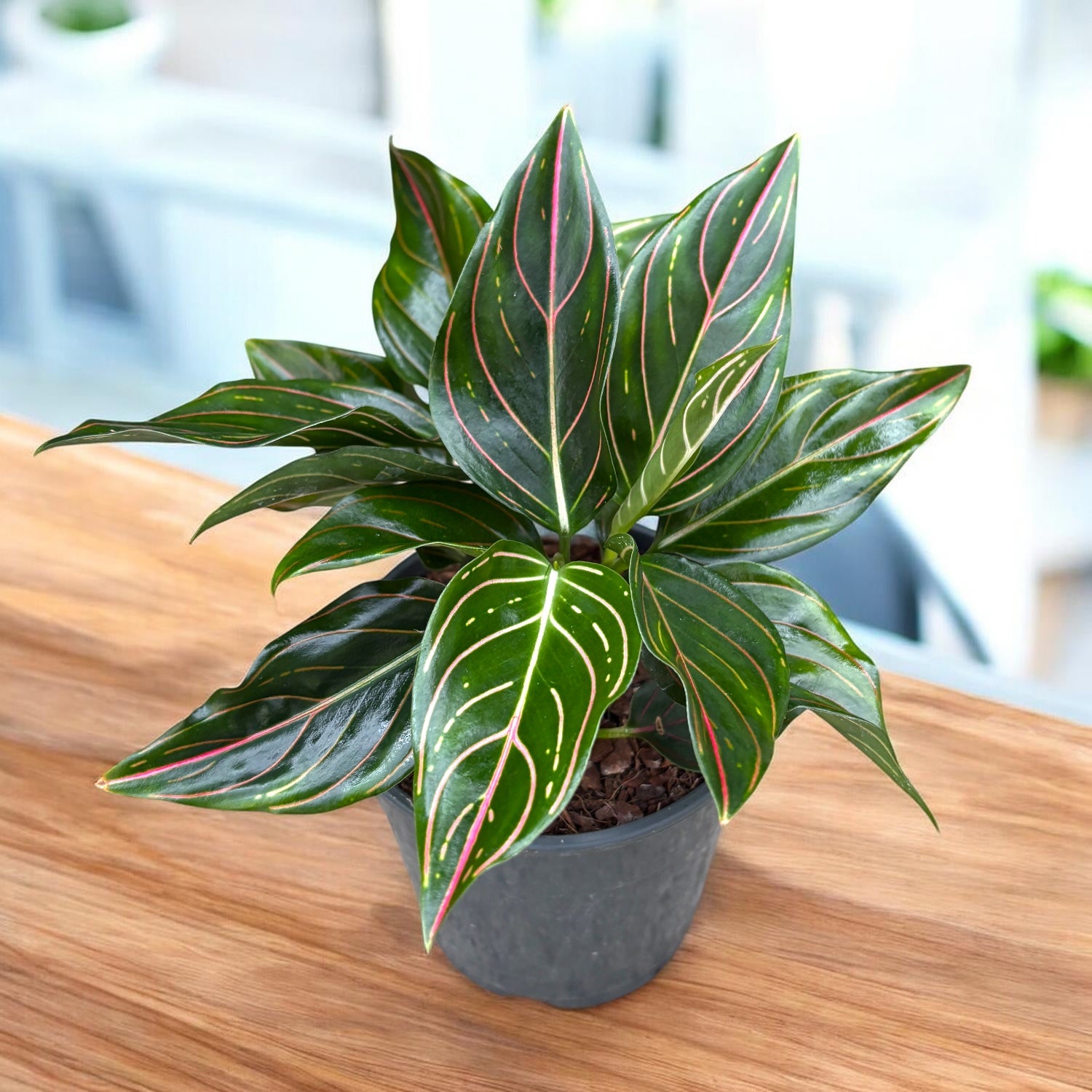 aglaonema rotundum tiger care Aglaonema rotundum 'Tiger'