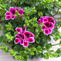 Muškáty - Pelargonium ‘Angel Nina’
