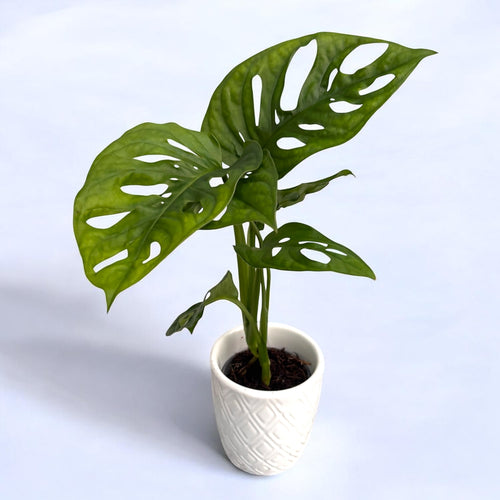 Monstera Adansonii (baby plant) - Philodendron Monkey Mask  Secret Garden  Plant Shop