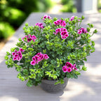 Muškáty - Pelargonium ‘Angel Nina’