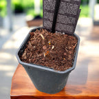 Peonie da giardino rosa profumate - Paeonia lactiflora 'Shirley Temple'