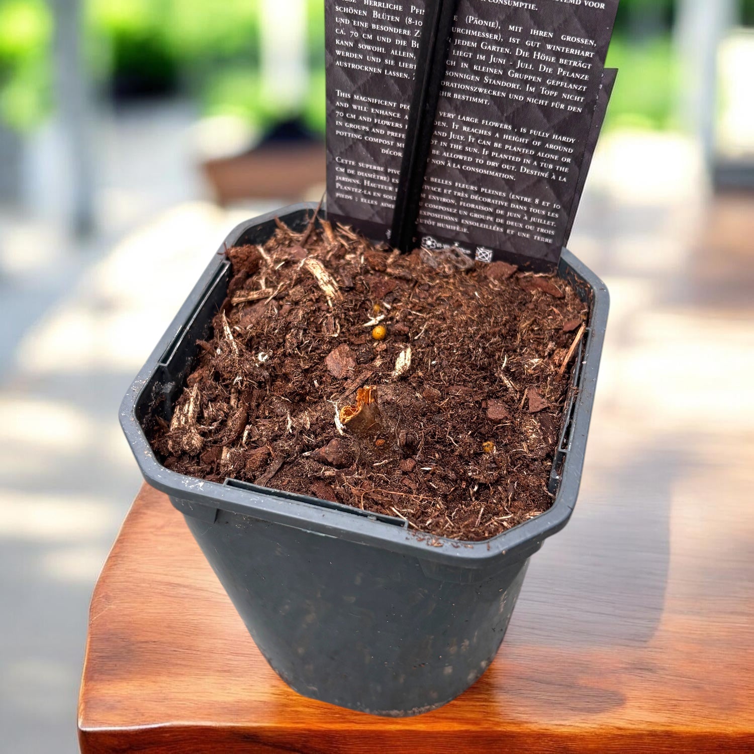 Peonie da giardino rosa profumate - Paeonia lactiflora 'Shirley Temple'