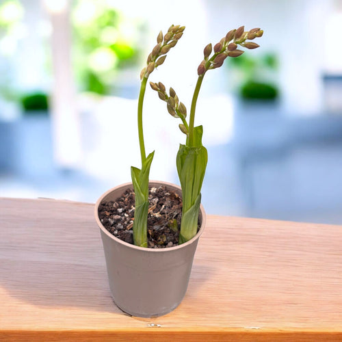 Calanthe mix (orhidee de gradina) - flori parfumate