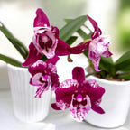 Phalaenopsis SKB Black Lace