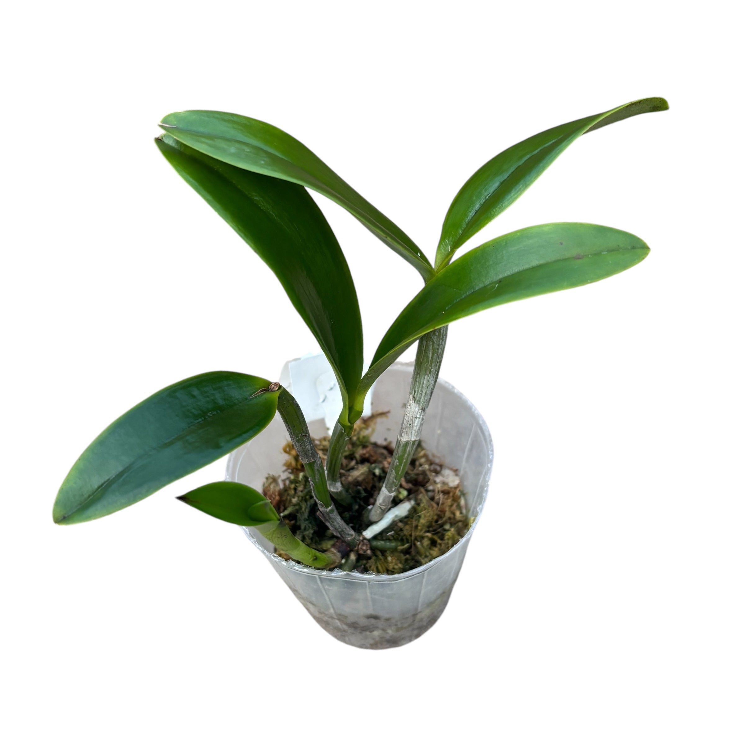 Cattleya YNS Vihreä Leopardi 'Jade Dragon'