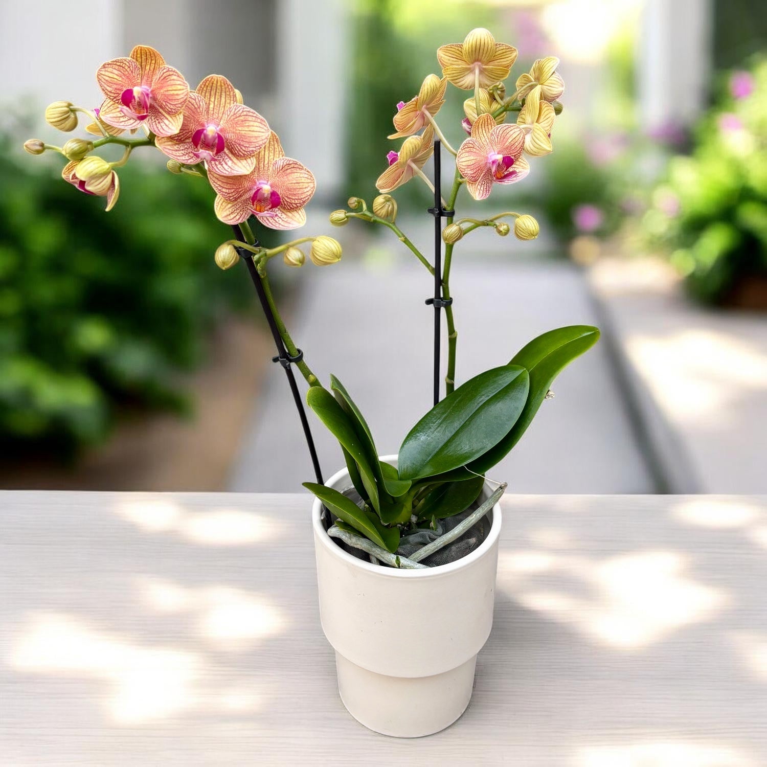 Phalaenopsis Penny Love
