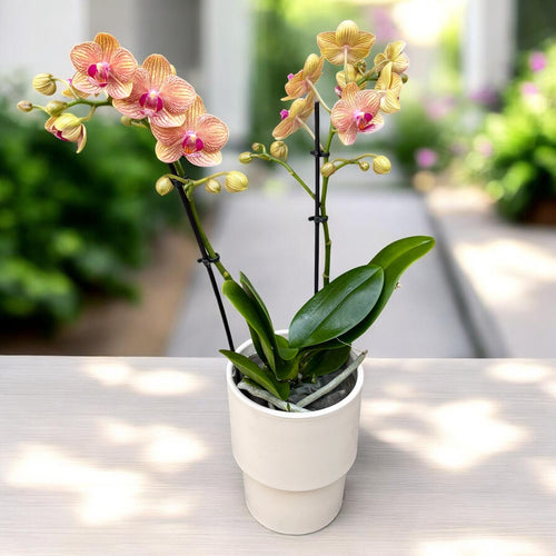 Phalaenopsis Penny Love