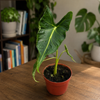 Alocasia micholitziana ‚Frydek Tattoo‘ – Sammler-Alokasie