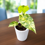 Alocasia gageana 'Aurea' (Sárga mintázat)