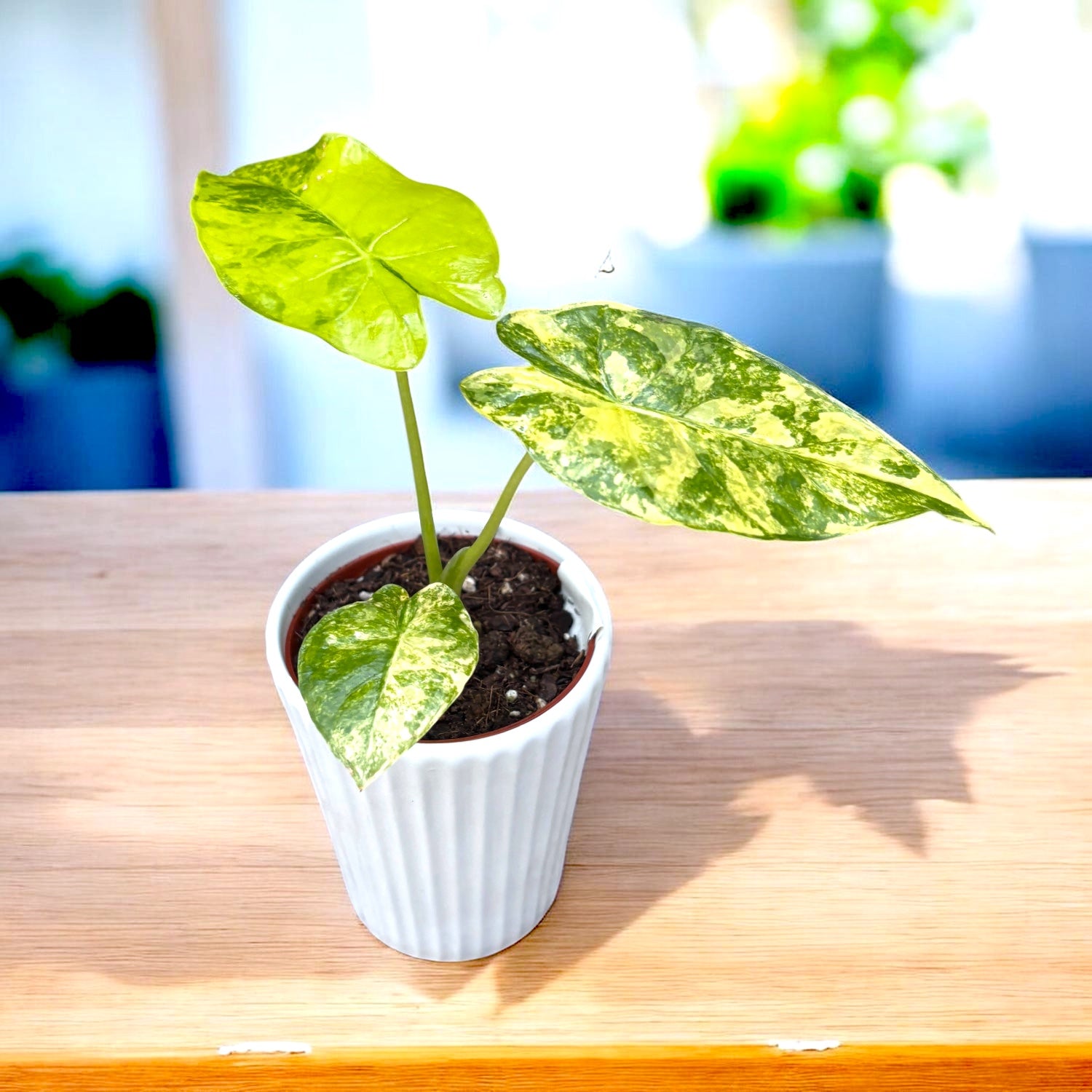 Alocasia gageana 'Aurea' (Yellow Variegation) – Secret Garden