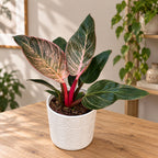 Philodendron ‘Pink Birkin’ – exotic foliage with spectacular pink stripes