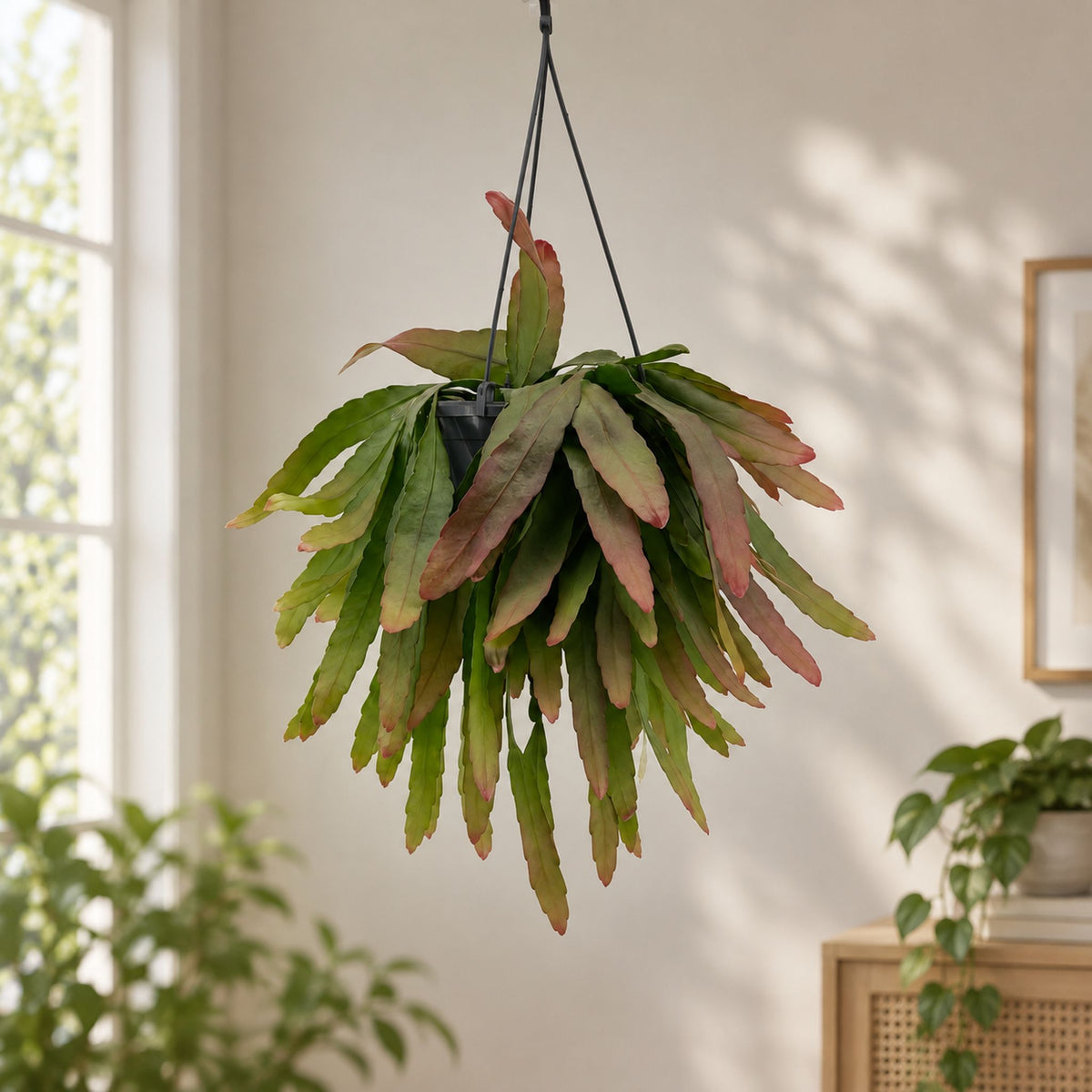 Pseudorhipsalis ramulosa (Rhipsalis Red Coral) XL - Epiphytic cactus with reddish foliage