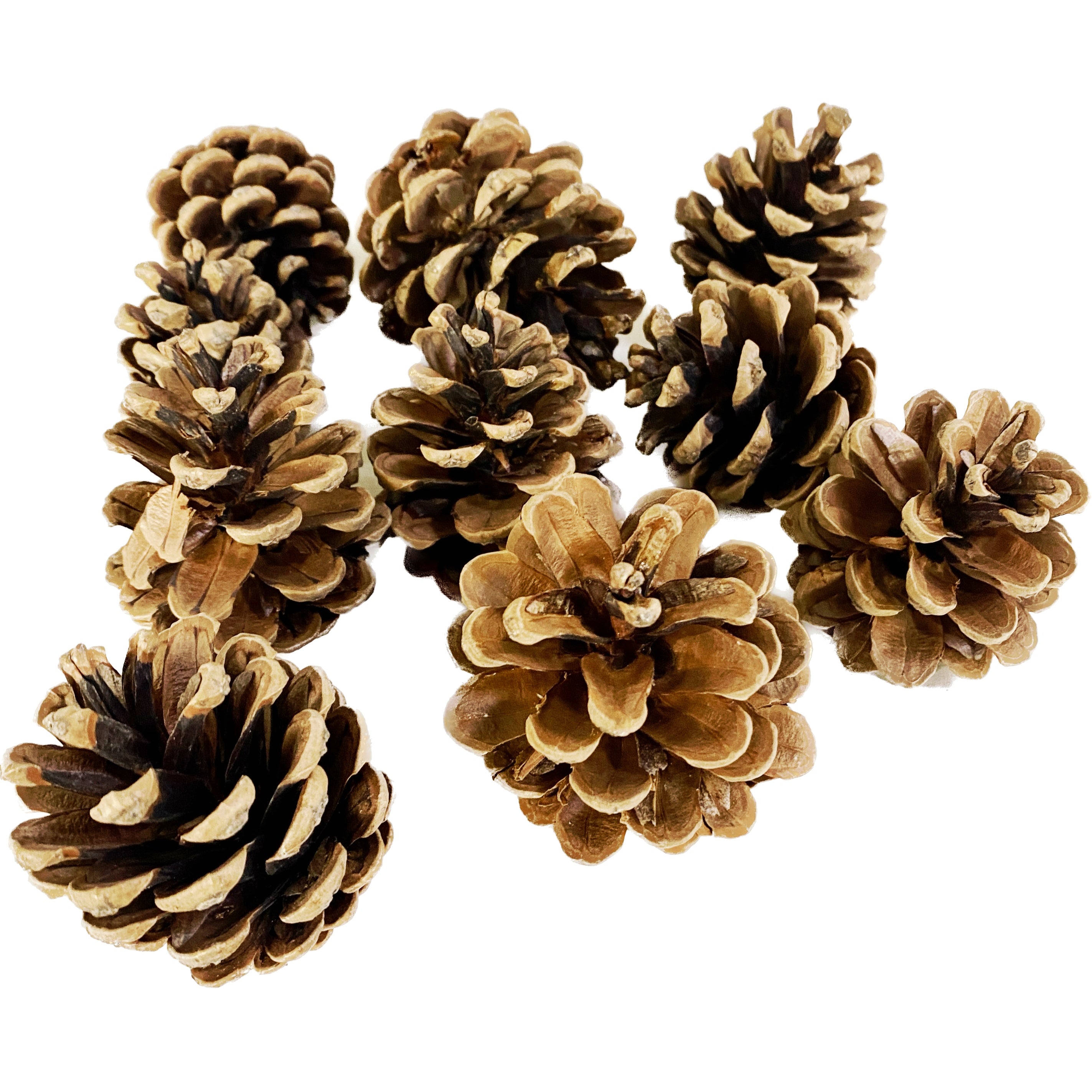 Conuri de brad - set de 10 buc