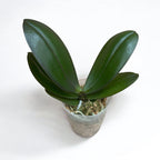 Phalaenopsis GC Reyoung Lava - parfumat