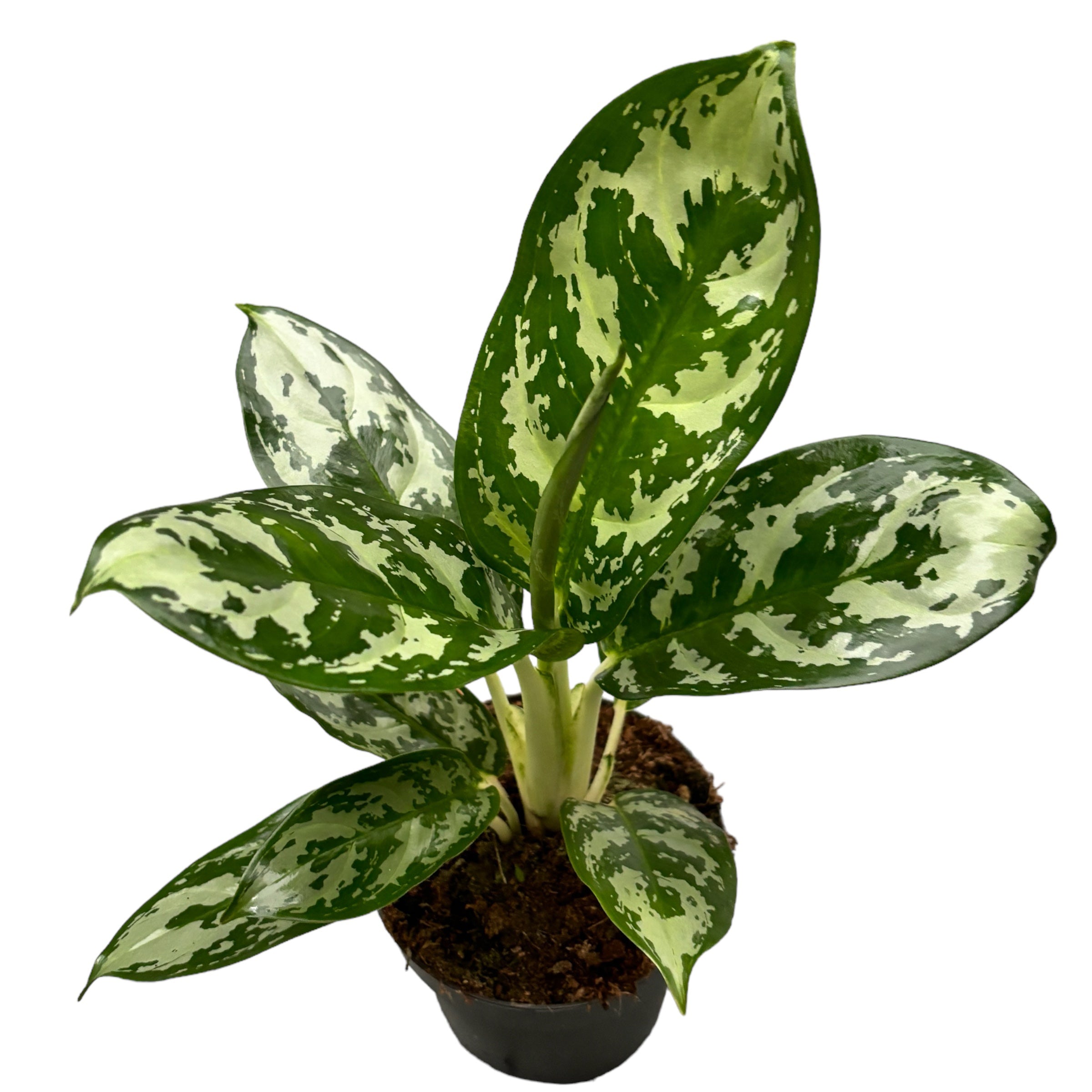 Aglaonema 'Amazon Silver’