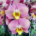 Phalaenopsis 'Limited 04' Labio Amarillo