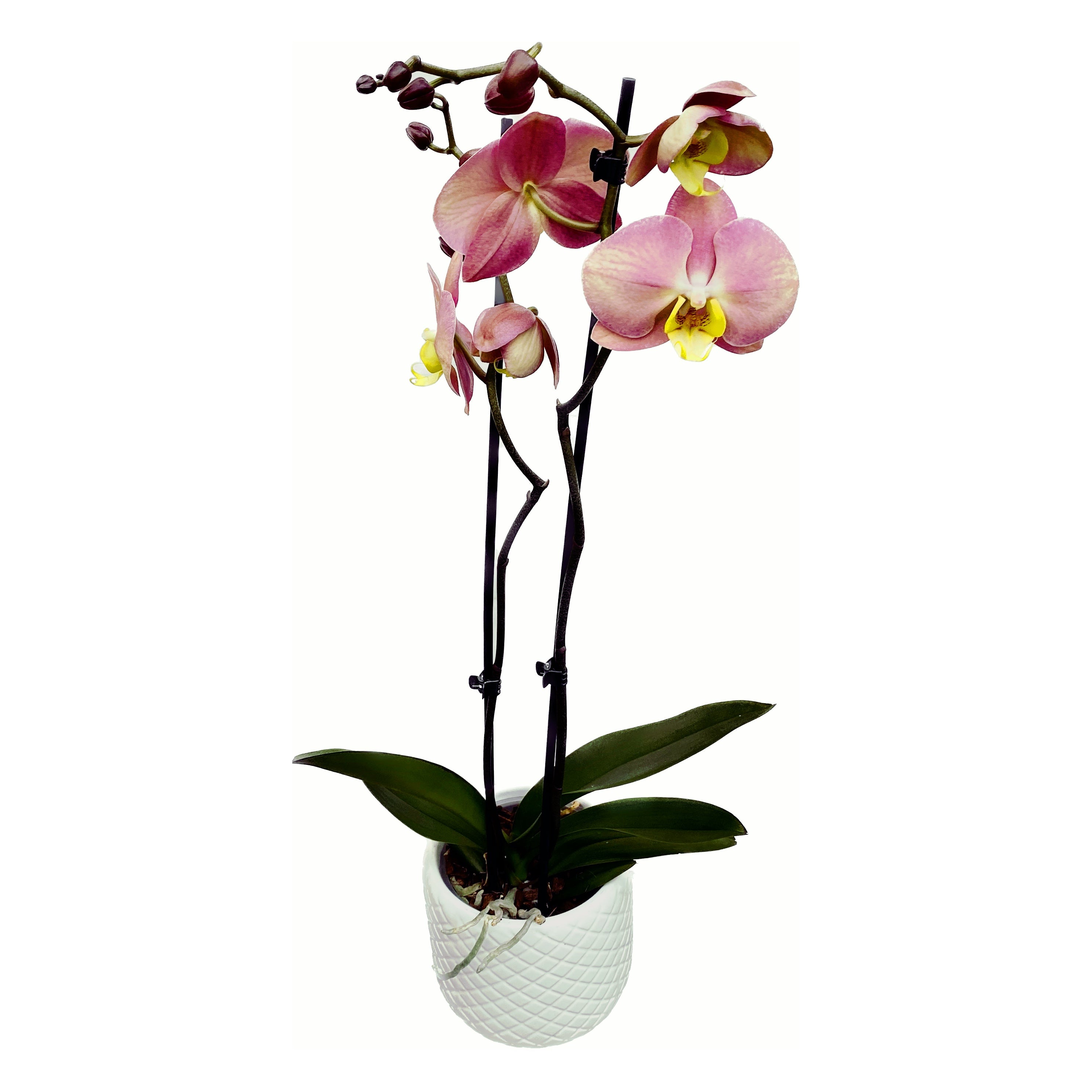 Phalaenopsis 'Limited 04’ Žlutý okraj