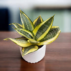Sansevieria trifasciata 'Golden Hahnii'
