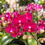 Phalaenopsis Sogo Crimson