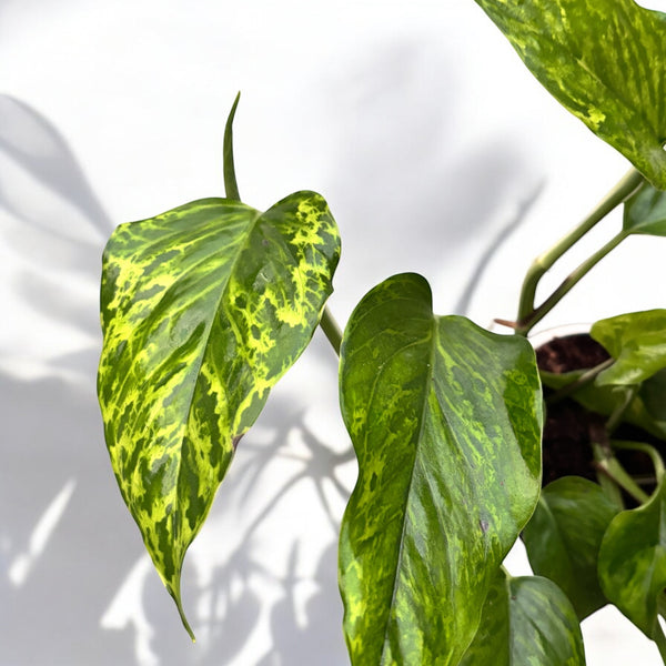 Epipremnum aureum 'Marble Green' - 3 Pflanzen/Topf