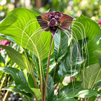 Tacca chantrieri – black bat flower, a spectacular tropical rarity