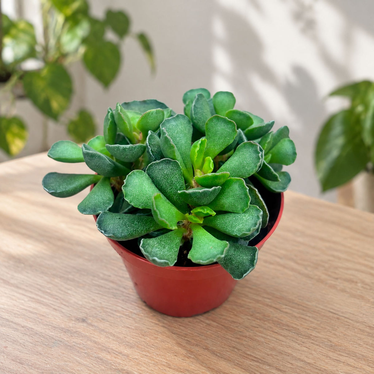 Adromischus Cristatus